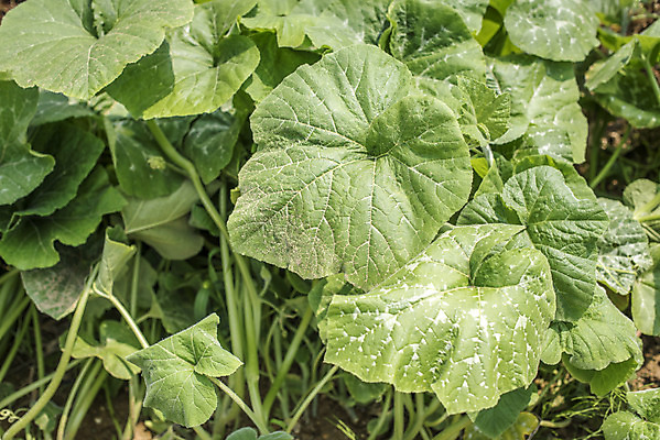포토 JPG 주간 식재료 취미 사람없음 야외 농작물 농사 유기농 주말 주말농장 텃밭 호박밭 호박잎 국내포토 자연요소 웰빙 잎 밭 농업 농장 파일형식