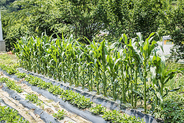 포토 JPG 주간 식재료 취미 사람없음 야외 농작물 농사 유기농 주말 옥수수밭 주말농장 텃밭 국내포토 자연요소 웰빙 밭 농업 옥수수 농장 파일형식