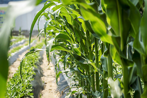 포토 JPG 주간 식재료 취미 사람없음 야외 농작물 농사 유기농 주말 옥수수밭 주말농장 텃밭 국내포토 자연요소 웰빙 밭 농업 옥수수 농장 파일형식