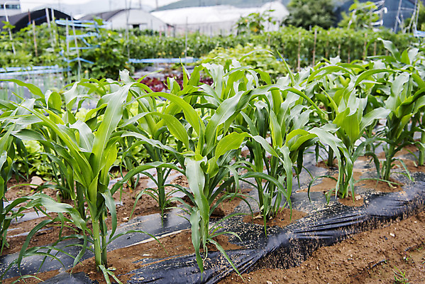 포토 JPG 주간 식재료 취미 사람없음 야외 농작물 농사 유기농 주말 옥수수밭 주말농장 텃밭 국내포토 자연요소 웰빙 밭 농업 옥수수 농장 파일형식