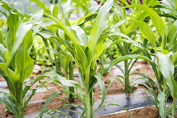 포토 JPG 주간 식재료 취미 사람없음 야외 농작물 농사 유기농 주말 옥수수밭 주말농장 텃밭 국내포토 자연요소 웰빙 밭 농업 옥수수 농장 파일형식