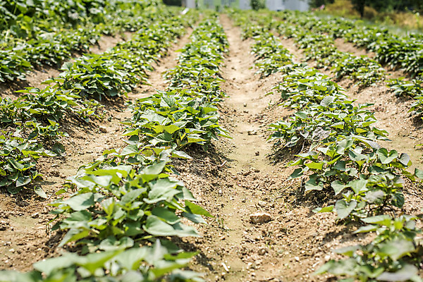 포토 JPG 주간 식재료 취미 사람없음 야외 농작물 농사 유기농 주말 주말농장 텃밭 고구마밭 국내포토 자연요소 웰빙 밭 농업 농장 파일형식