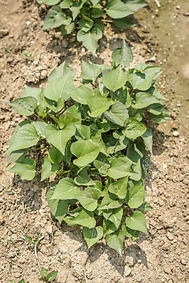 포토 JPG 주간 식재료 취미 사람없음 야외 농작물 하이앵글 농사 유기농 주말 주말농장 텃밭 고구마밭 국내포토 자연요소 웰빙 뷰포인트 밭 농업 농장 파일형식