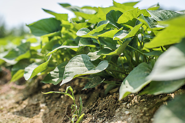 포토 JPG 주간 식재료 취미 사람없음 야외 농작물 농사 유기농 주말 주말농장 텃밭 고구마밭 국내포토 자연요소 웰빙 밭 농업 농장 파일형식