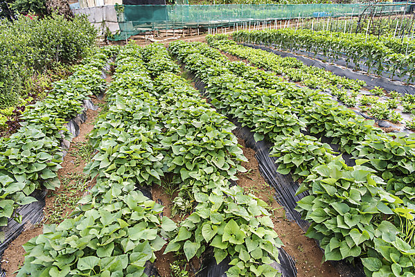 포토 JPG 주간 식재료 취미 사람없음 야외 농작물 농사 유기농 주말 주말농장 텃밭 고구마밭 국내포토 자연요소 웰빙 밭 농업 농장 파일형식