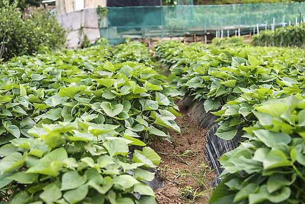 포토 JPG 주간 식재료 취미 사람없음 야외 농작물 농사 유기농 주말 주말농장 텃밭 고구마밭 국내포토 자연요소 웰빙 밭 농업 농장 파일형식