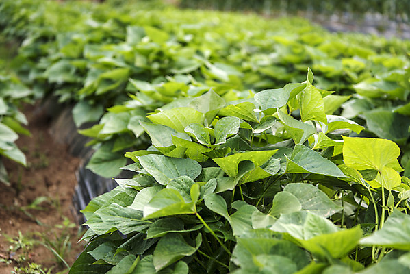 포토 JPG 주간 식재료 취미 사람없음 야외 농작물 농사 유기농 주말 주말농장 텃밭 고구마밭 국내포토 자연요소 웰빙 밭 농업 농장 파일형식