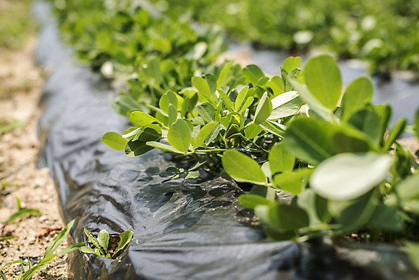 포토 JPG 주간 식재료 취미 사람없음 야외 농작물 농사 유기농 주말 주말농장 텃밭 땅콩밭 국내포토 자연요소 웰빙 밭 농업 농장 파일형식