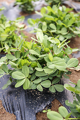 포토 JPG 주간 식재료 취미 사람없음 야외 농작물 농사 유기농 주말 주말농장 텃밭 땅콩밭 국내포토 자연요소 웰빙 밭 농업 농장 파일형식