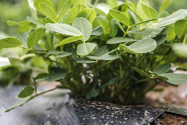 포토 JPG 주간 식재료 취미 사람없음 야외 농작물 농사 유기농 주말 주말농장 텃밭 땅콩밭 국내포토 자연요소 웰빙 밭 농업 농장 파일형식