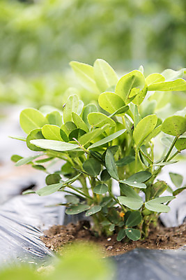 포토 JPG 주간 식재료 취미 사람없음 야외 농작물 농사 유기농 주말 주말농장 텃밭 땅콩밭 국내포토 자연요소 웰빙 밭 농업 농장 파일형식