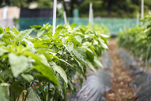 포토 JPG 주간 식재료 취미 사람없음 야외 농작물 농사 유기농 주말 고추밭 주말농장 텃밭 국내포토 자연요소 웰빙 밭 농업 농장 파일형식