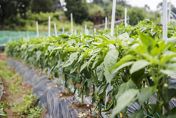 포토 JPG 주간 식재료 취미 사람없음 야외 농작물 농사 유기농 주말 고추밭 주말농장 텃밭 국내포토 자연요소 웰빙 밭 농업 농장 파일형식
