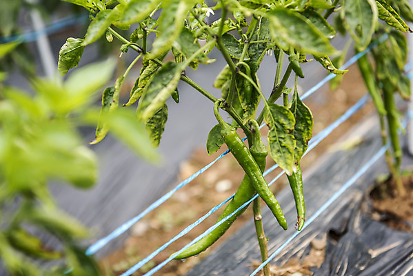 포토 JPG 주간 식재료 고추 취미 사람없음 야외 농작물 농사 유기농 주말 고추밭 주말농장 텃밭 국내포토 자연요소 웰빙 밭 농업 채소 농장 파일형식