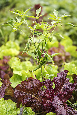 포토 JPG 주간 식재료 고추 취미 사람없음 야외 농작물 농사 상추 유기농 주말 고추밭 주말농장 텃밭 국내포토 자연요소 웰빙 밭 농업 채소 농장 파일형식