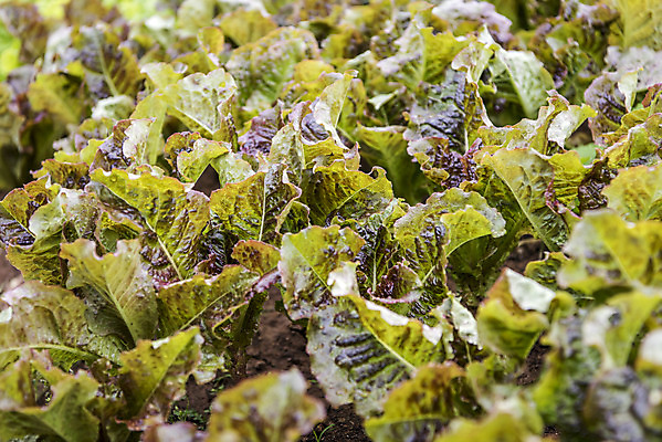 포토 JPG 주간 식재료 취미 사람없음 야외 농작물 농사 유기농 주말 상추밭 적로메인 주말농장 텃밭 국내포토 자연요소 웰빙 밭 농업 농장 로메인상추 파일형식