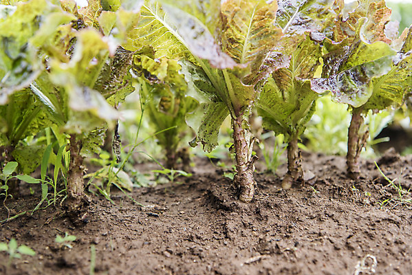 포토 JPG 주간 식재료 취미 사람없음 야외 농작물 농사 유기농 주말 상추밭 적로메인 주말농장 텃밭 국내포토 자연요소 웰빙 밭 농업 농장 로메인상추 파일형식