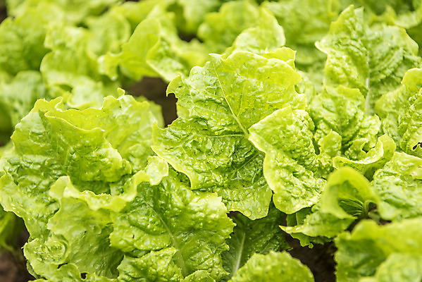 포토 JPG 주간 식재료 취미 사람없음 야외 농작물 농사 유기농 주말 상추밭 주말농장 텃밭 청로메인 국내포토 자연요소 웰빙 밭 농업 농장 로메인상추 파일형식