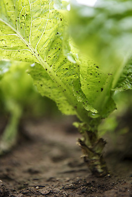 포토 JPG 주간 식재료 근접촬영 취미 사람없음 야외 농작물 농사 유기농 주말 상추밭 주말농장 텃밭 청로메인 국내포토 자연요소 웰빙 뷰포인트 밭 농업 농장 로메인상추 파일형식