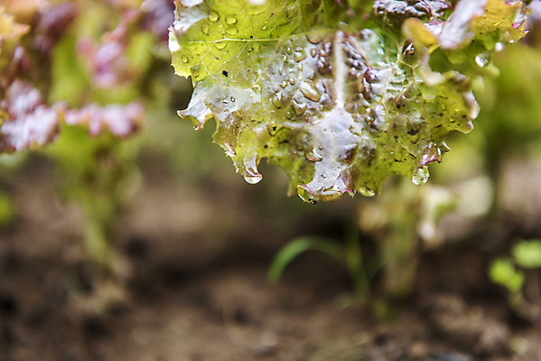포토 JPG 주간 식재료 근접촬영 취미 사람없음 야외 농작물 농사 물방울 상추 유기농 주말 상추밭 주말농장 텃밭 국내포토 자연요소 웰빙 뷰포인트 밭 농업 채소 농장 파일형식