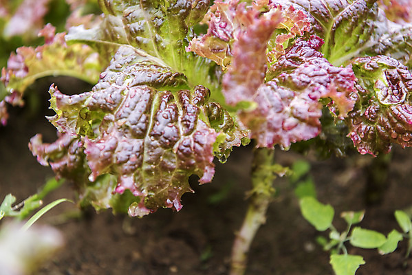 포토 JPG 주간 식재료 근접촬영 취미 사람없음 야외 농작물 농사 물방울 상추 유기농 주말 상추밭 주말농장 텃밭 국내포토 자연요소 웰빙 뷰포인트 밭 농업 채소 농장 파일형식