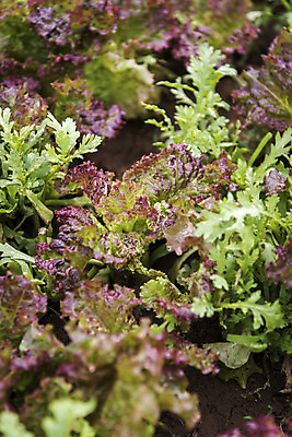 포토 JPG 주간 식재료 취미 사람없음 야외 농작물 농사 상추 유기농 주말 상추밭 주말농장 텃밭 국내포토 자연요소 웰빙 밭 농업 채소 농장 파일형식