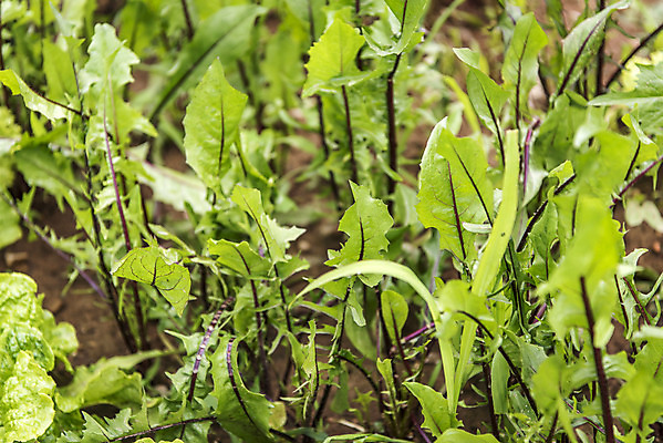 포토 JPG 주간 식재료 취미 사람없음 야외 농작물 농사 유기농 주말 주말농장 텃밭 적치커리 국내포토 자연요소 웰빙 밭 농업 농장 치커리 파일형식