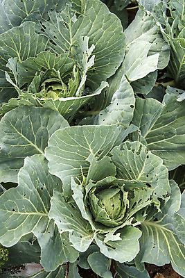 포토 JPG 주간 식재료 취미 사람없음 야외 농작물 농사 배추 유기농 주말 배추밭 주말농장 텃밭 국내포토 자연요소 웰빙 밭 농업 채소 농장 파일형식