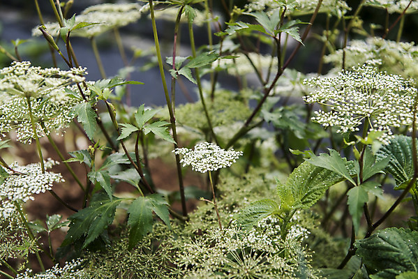 포토 JPG 주간 식재료 취미 사람없음 야외 농작물 농사 유기농 주말 당귀 주말농장 텃밭 국내포토 자연요소 웰빙 밭 농업 농장 약재 파일형식