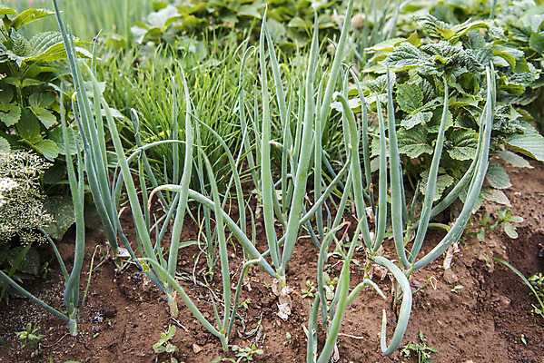포토 JPG 주간 식재료 취미 사람없음 야외 농작물 농사 유기농 주말 파 주말농장 텃밭 파밭 국내포토 자연요소 웰빙 밭 농업 채소 농장 파일형식