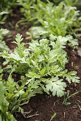 포토 JPG 주간 식재료 취미 사람없음 야외 농작물 하이앵글 농사 유기농 주말 오크리프 주말농장 텃밭 국내포토 자연요소 웰빙 뷰포인트 밭 농업 농장 상추 파일형식