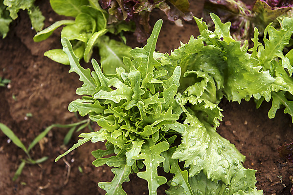포토 JPG 주간 식재료 취미 사람없음 야외 농작물 하이앵글 농사 유기농 주말 상추밭 오크리프 주말농장 텃밭 국내포토 자연요소 웰빙 뷰포인트 밭 농업 농장 상추 파일형식