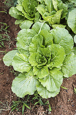 포토 JPG 주간 식재료 취미 사람없음 야외 농작물 하이앵글 농사 배추 유기농 주말 배추밭 주말농장 텃밭 국내포토 자연요소 웰빙 뷰포인트 밭 농업 채소 농장 파일형식