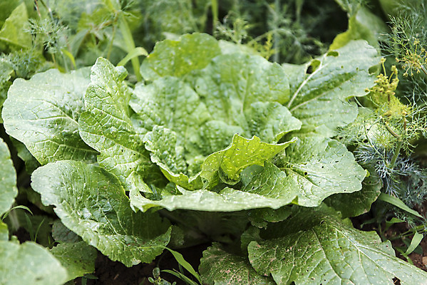 포토 JPG 주간 식재료 취미 사람없음 야외 농작물 하이앵글 농사 배추 유기농 주말 배추밭 주말농장 텃밭 국내포토 자연요소 웰빙 뷰포인트 밭 농업 채소 농장 파일형식