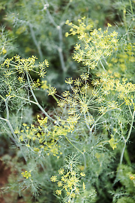 포토 JPG 주간 식재료 취미 사람없음 야외 농작물 농사 유기농 주말 주말농장 텃밭 회향 국내포토 자연요소 식물 웰빙 밭 농업 농장 파일형식