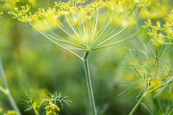 포토 JPG 주간 식재료 근접촬영 취미 사람없음 야외 아웃포커스 농작물 농사 유기농 주말 주말농장 텃밭 회향 국내포토 자연요소 식물 웰빙 뷰포인트 밭 농업 촬영기법 농장 파일형식