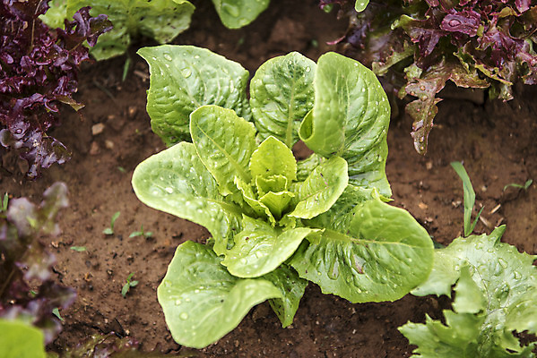 포토 JPG 주간 식재료 취미 사람없음 야외 농작물 하이앵글 농사 유기농 주말 주말농장 텃밭 황근대 국내포토 자연요소 웰빙 뷰포인트 밭 농업 채소 농장 파일형식