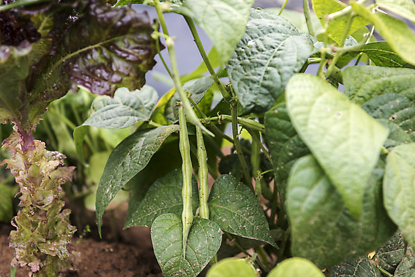 포토 JPG 주간 식재료 취미 사람없음 야외 농작물 농사 유기농 주말 강낭콩 주말농장 텃밭 국내포토 자연요소 웰빙 밭 농업 콩 농장 파일형식