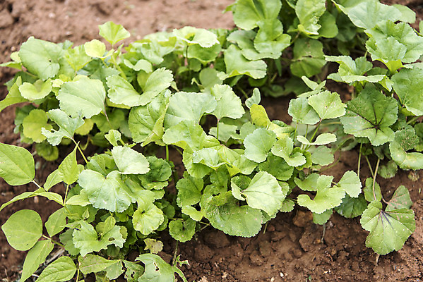 포토 JPG 주간 식재료 취미 사람없음 야외 농작물 하이앵글 농사 유기농 주말 아욱 주말농장 텃밭 국내포토 자연요소 웰빙 뷰포인트 밭 농업 농장 파일형식