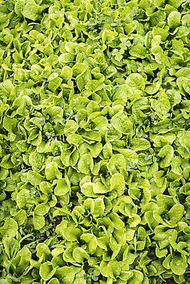 포토 JPG 주간 식재료 취미 사람없음 야외 농작물 하이앵글 농사 상추 유기농 주말 상추밭 주말농장 텃밭 국내포토 자연요소 웰빙 뷰포인트 밭 농업 채소 농장 파일형식