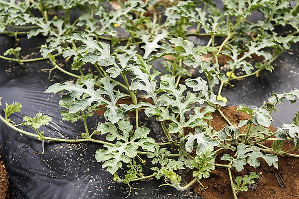 포토 JPG 주간 식재료 취미 사람없음 야외 농작물 농사 유기농 주말 수박밭 주말농장 텃밭 국내포토 자연요소 웰빙 밭 농업 농장 파일형식