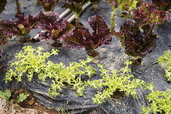 포토 JPG 주간 식재료 취미 사람없음 야외 농작물 농사 유기농 주말 주말농장 치커리 텃밭 국내포토 자연요소 웰빙 밭 농업 채소 농장 파일형식