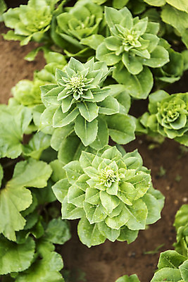 포토 JPG 주간 식물 식재료 취미 사람없음 야외 농작물 하이앵글 농사 유기농 주말 주말농장 텃밭 국내포토 자연요소 웰빙 뷰포인트 밭 농업 농장 파일형식