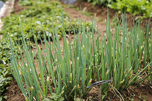 포토 JPG 주간 식재료 취미 사람없음 야외 농작물 농사 유기농 주말 파 주말농장 텃밭 파밭 국내포토 자연요소 웰빙 밭 농업 채소 농장 파일형식