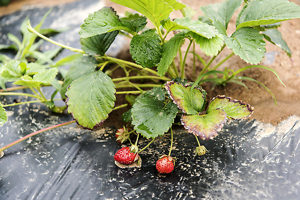 포토 JPG 주간 식재료 딸기 취미 사람없음 야외 농작물 농사 유기농 주말 딸기밭 주말농장 텃밭 국내포토 자연요소 웰빙 밭 농업 과일 농장 파일형식