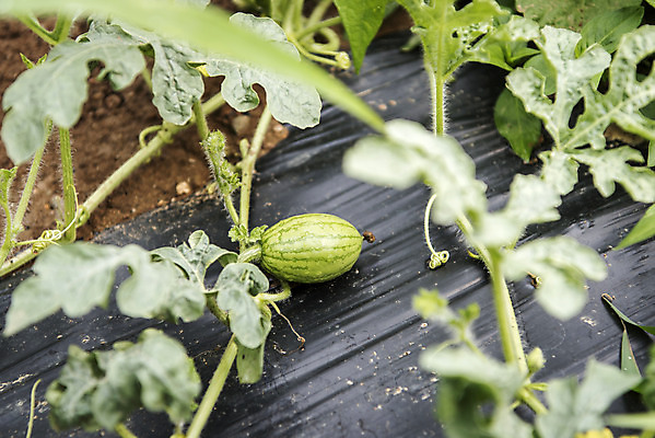 포토 JPG 주간 식재료 여름음식 수박 취미 사람없음 야외 농작물 농사 유기농 주말 수박밭 주말농장 텃밭 제철과일 과채 국내포토 자연요소 웰빙 음식 밭 농업 채소 과일 농장 제철 파일형식 여름_계절