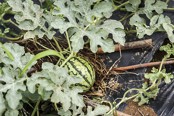 포토 JPG 주간 식재료 여름음식 수박 취미 사람없음 야외 농작물 농사 유기농 주말 수박밭 주말농장 텃밭 제철과일 과채 국내포토 자연요소 웰빙 음식 밭 농업 채소 과일 농장 제철 파일형식 여름_계절