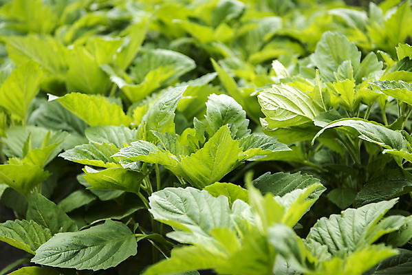 포토 JPG 주간 식재료 취미 사람없음 야외 농작물 농사 유기농 주말 들깨 주말농장 텃밭 국내포토 자연요소 웰빙 밭 농업 농장 깨 파일형식