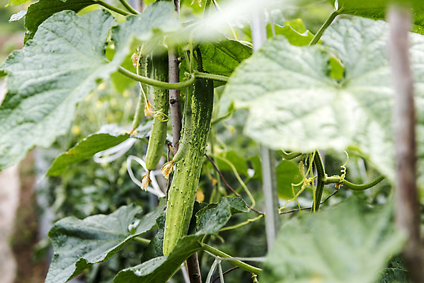 포토 JPG 주간 식재료 오이 취미 사람없음 야외 농작물 농사 유기농 주말 오이밭 주말농장 텃밭 국내포토 자연요소 웰빙 밭 농업 채소 농장 파일형식