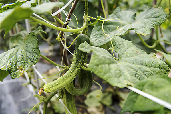 포토 JPG 주간 식재료 오이 취미 사람없음 야외 농작물 농사 유기농 주말 오이밭 주말농장 텃밭 국내포토 자연요소 웰빙 밭 농업 채소 농장 파일형식